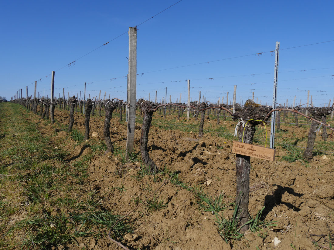 Виноградник на урожай